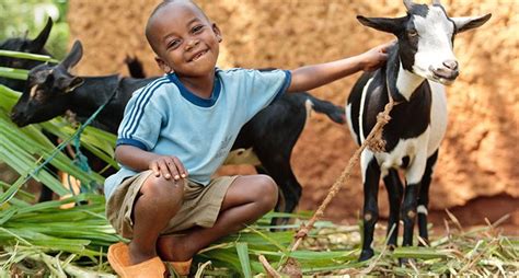 Donate Farm Animals as a Charitable Gift .